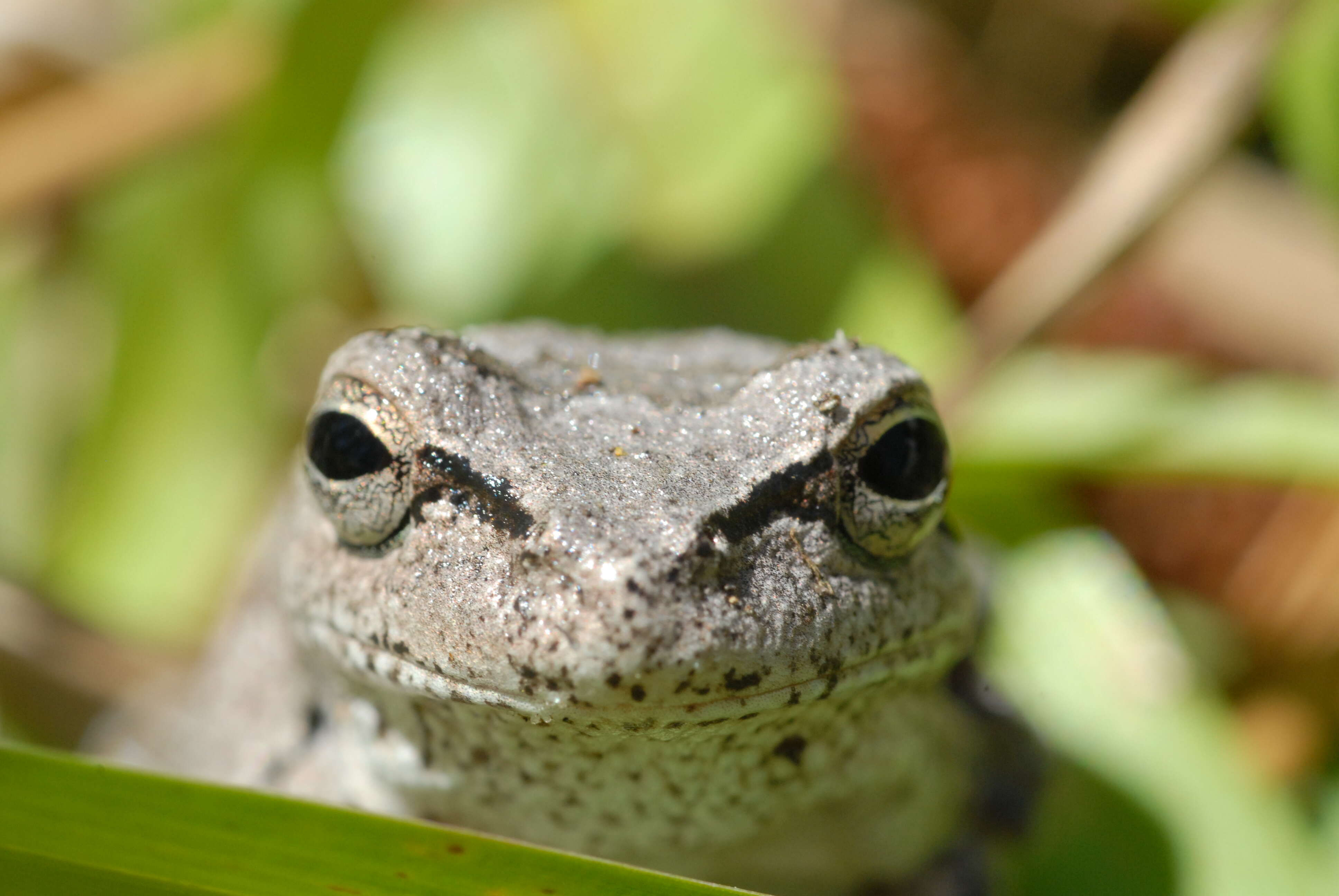 Image of Gray Treefrog