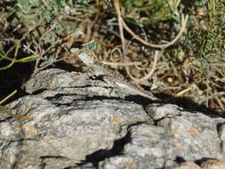 Image of Tawny Crevice-dragon