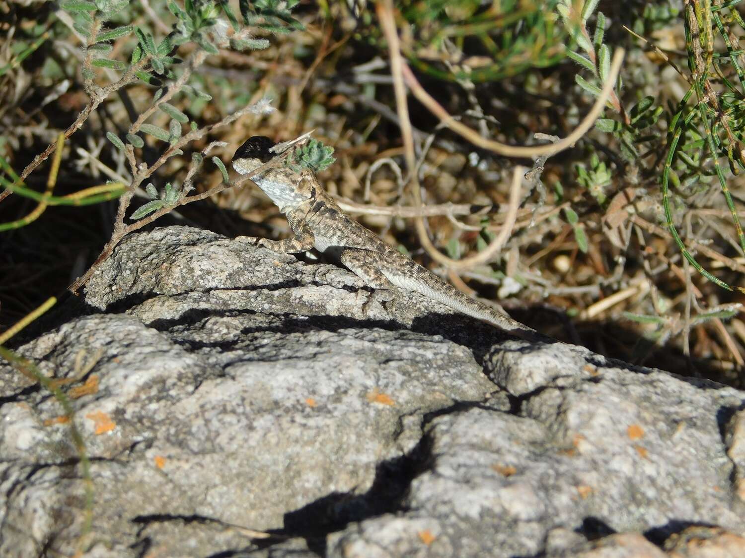 Image of Tawny Crevice-dragon