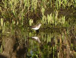 Image of Solitary Sandpiper