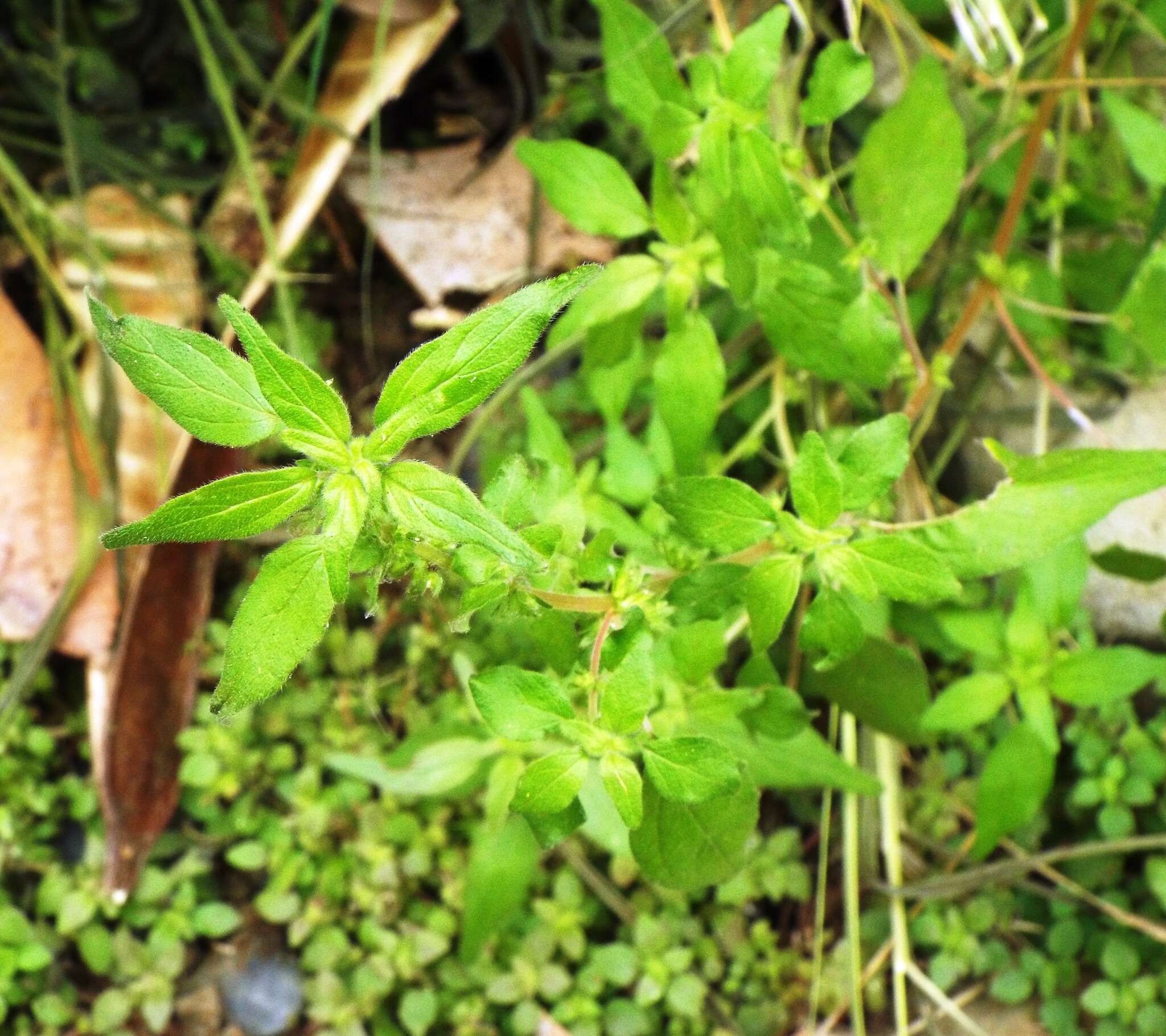 Image of erect pellitory-of-the-wall