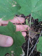 Image of Black Maple