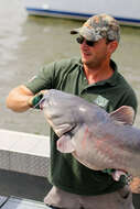 Image of Blue catfish