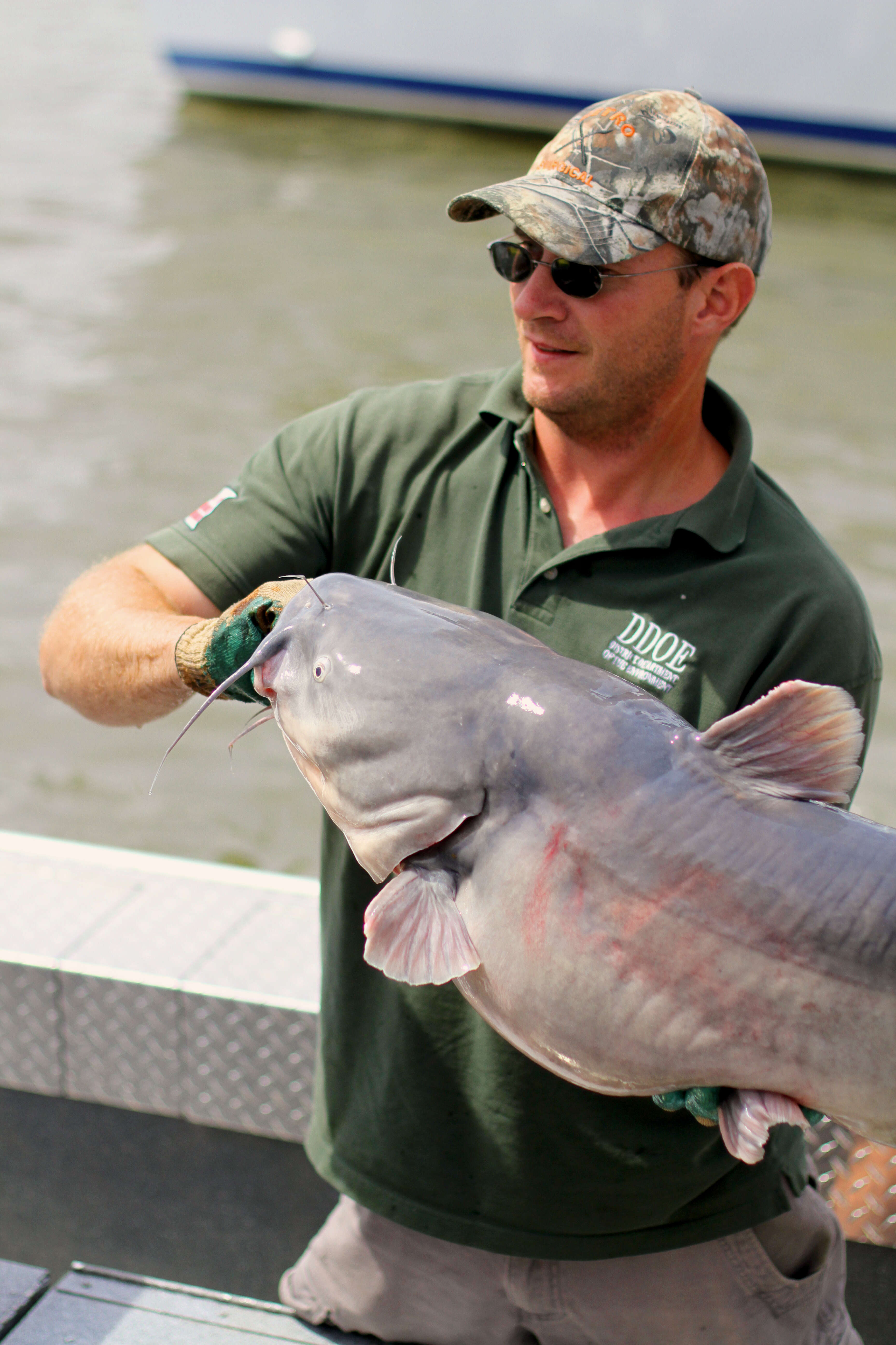 Image of Blue catfish