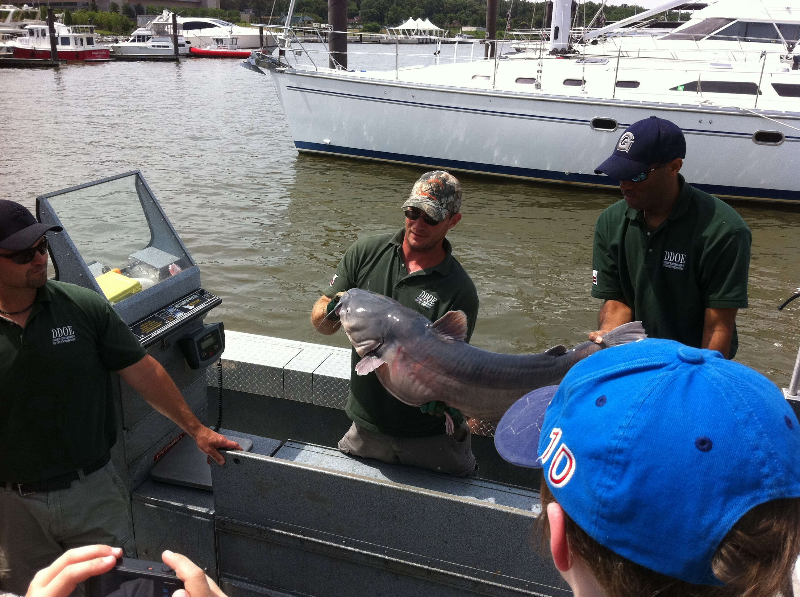 Image of Blue catfish