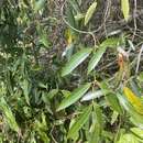 Sivun Anodendron affine (Hook. & Arn.) Druce kuva