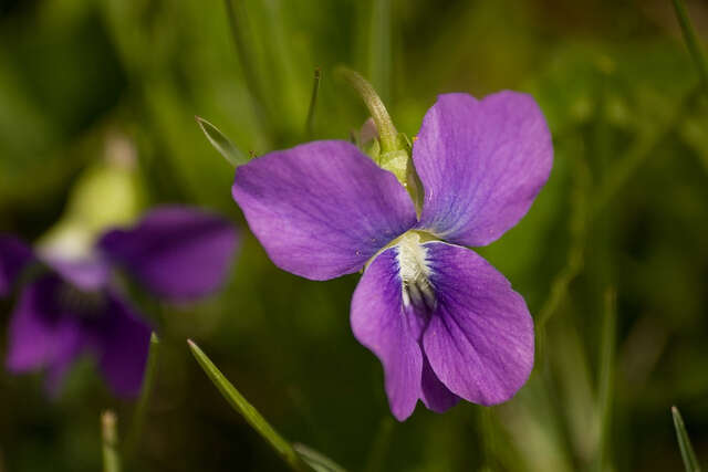 Image of prairie violet