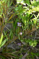 Image of Gentianella magellanica (Gaudich.) Fabris