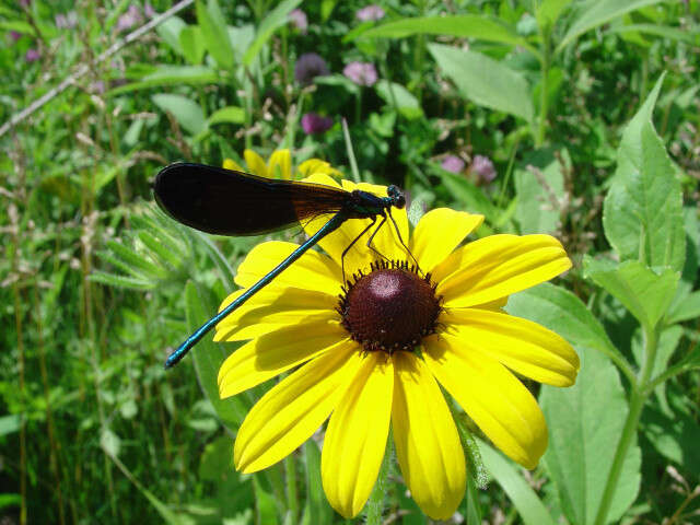 Image of Ebony Jewelwing