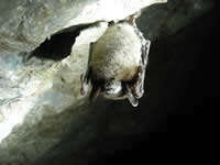 Image of little brown bat