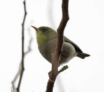 Image of Abyssinian White-eye