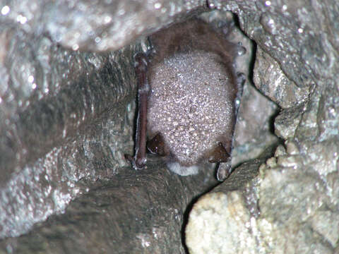 Image of little brown bat