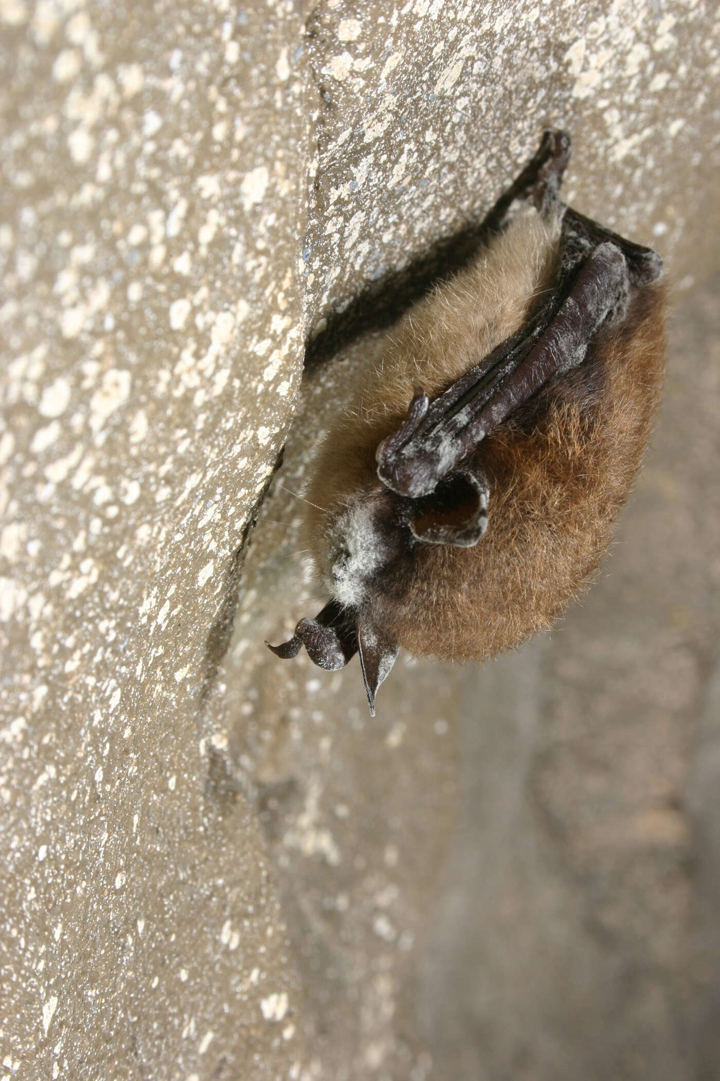 Image of little brown bat