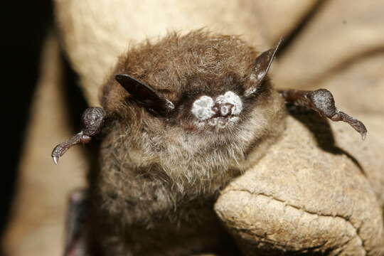 Image of little brown bat