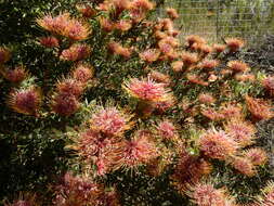 Plancia ëd Leucospermum tottum (L.) R. Br.