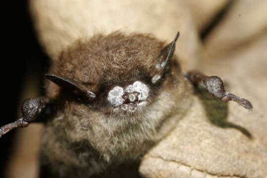 Image of little brown bat