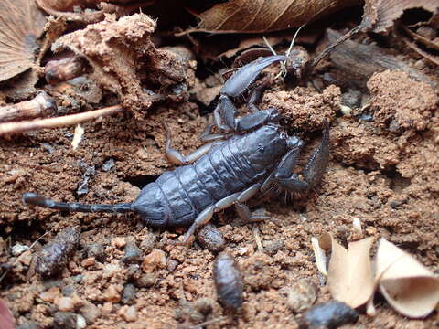 Image of Flat rock scorpion