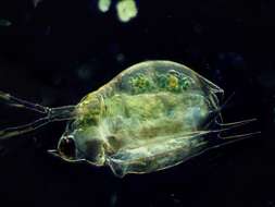 Image of meniscus waterflea