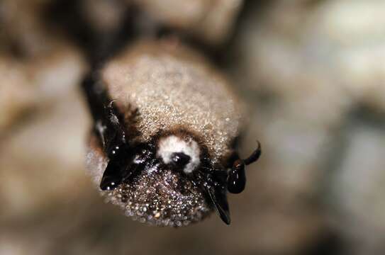 Image of little brown bat