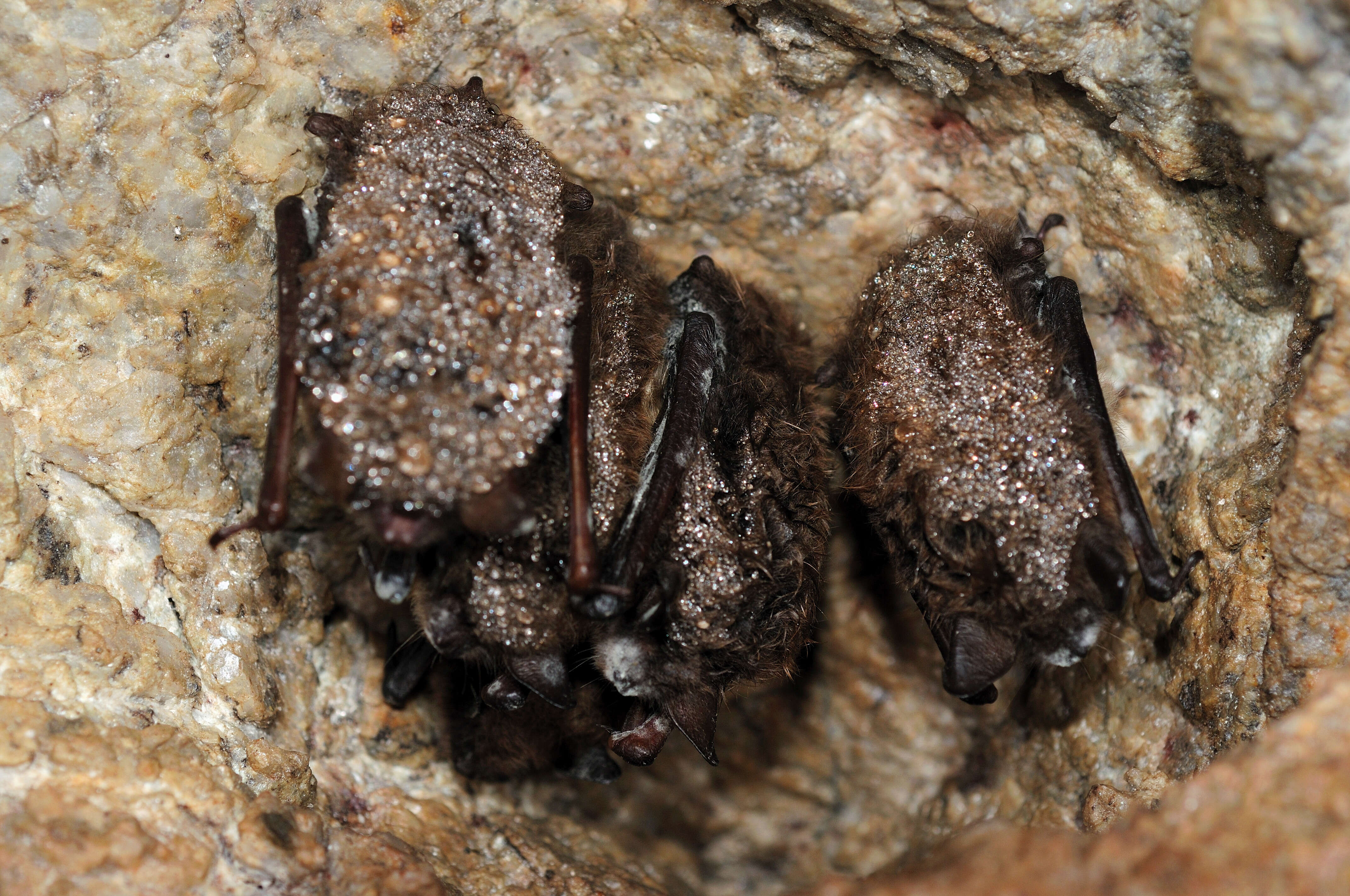 Image of little brown bat