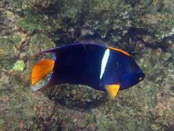 Image of King Angelfish
