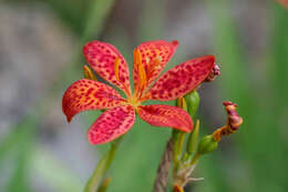 Image of Leopard flower