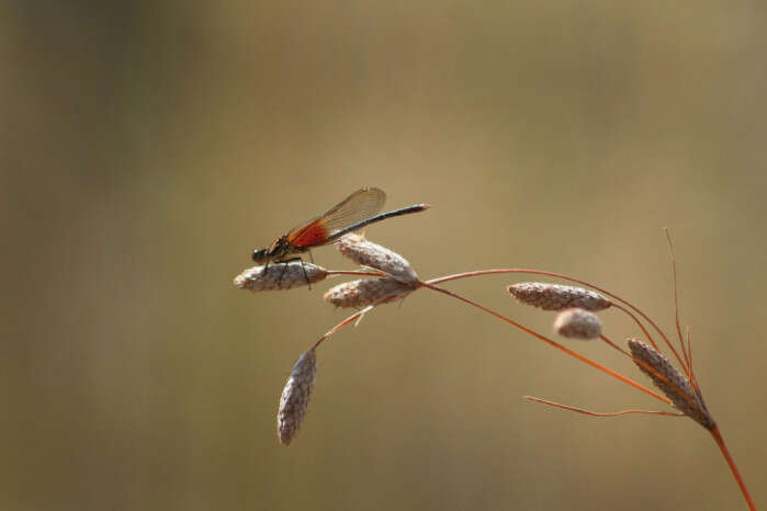 Image of American Rubyspot