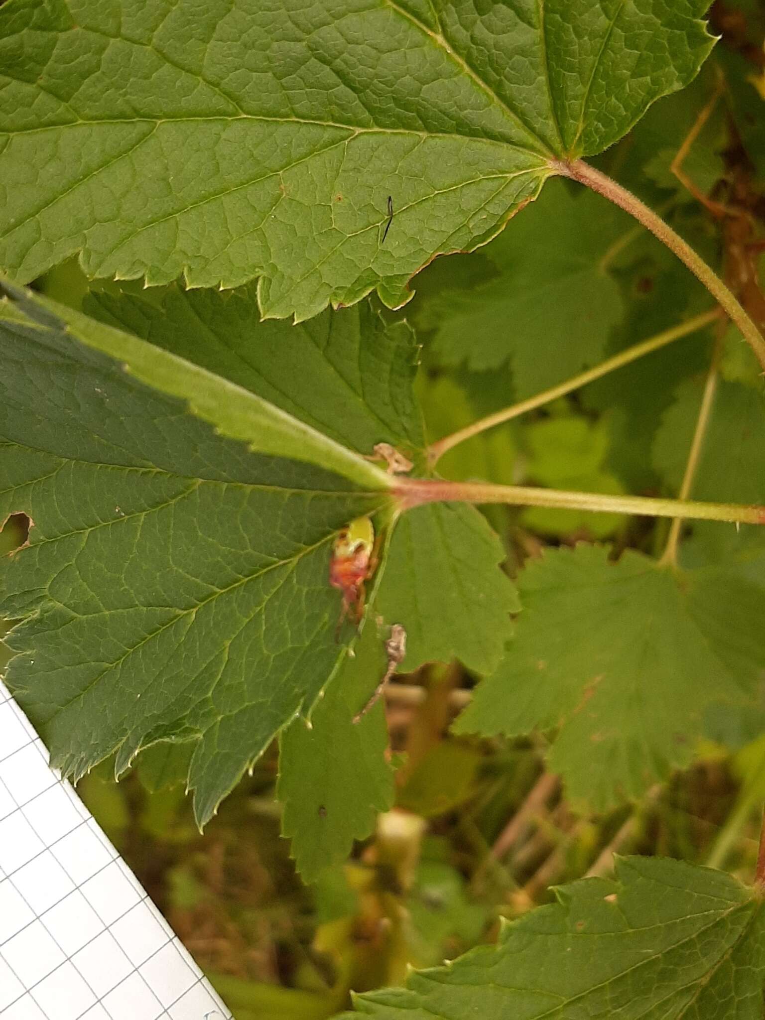 Image of Bilberry shield bug