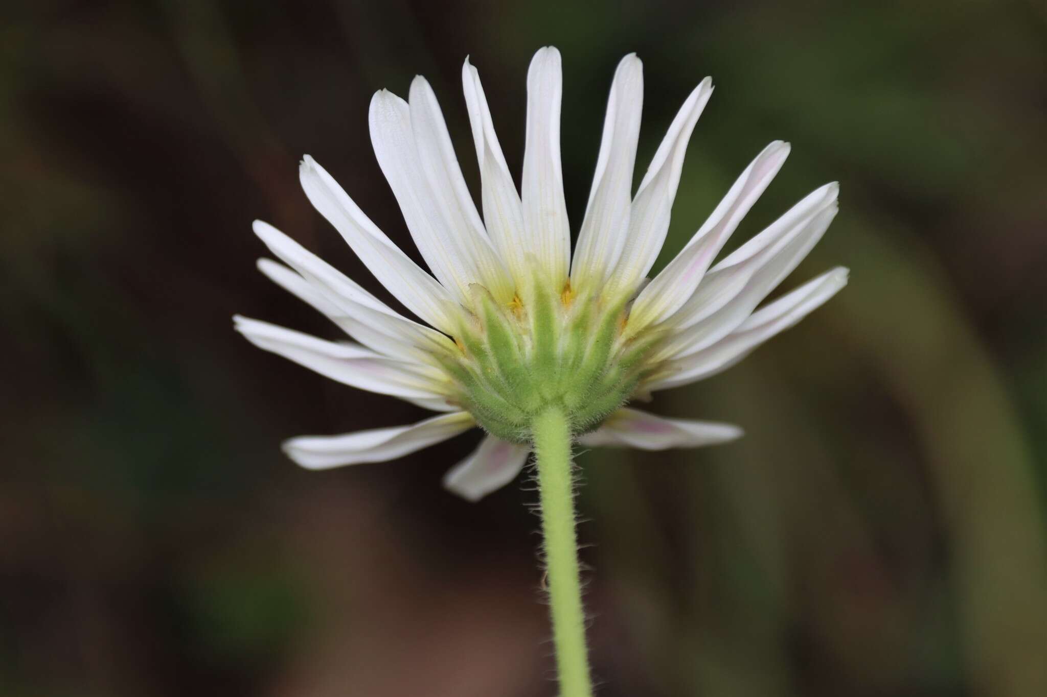 Image of Brachyscome diversifolia (Hook.) Fischer & C. Meyer