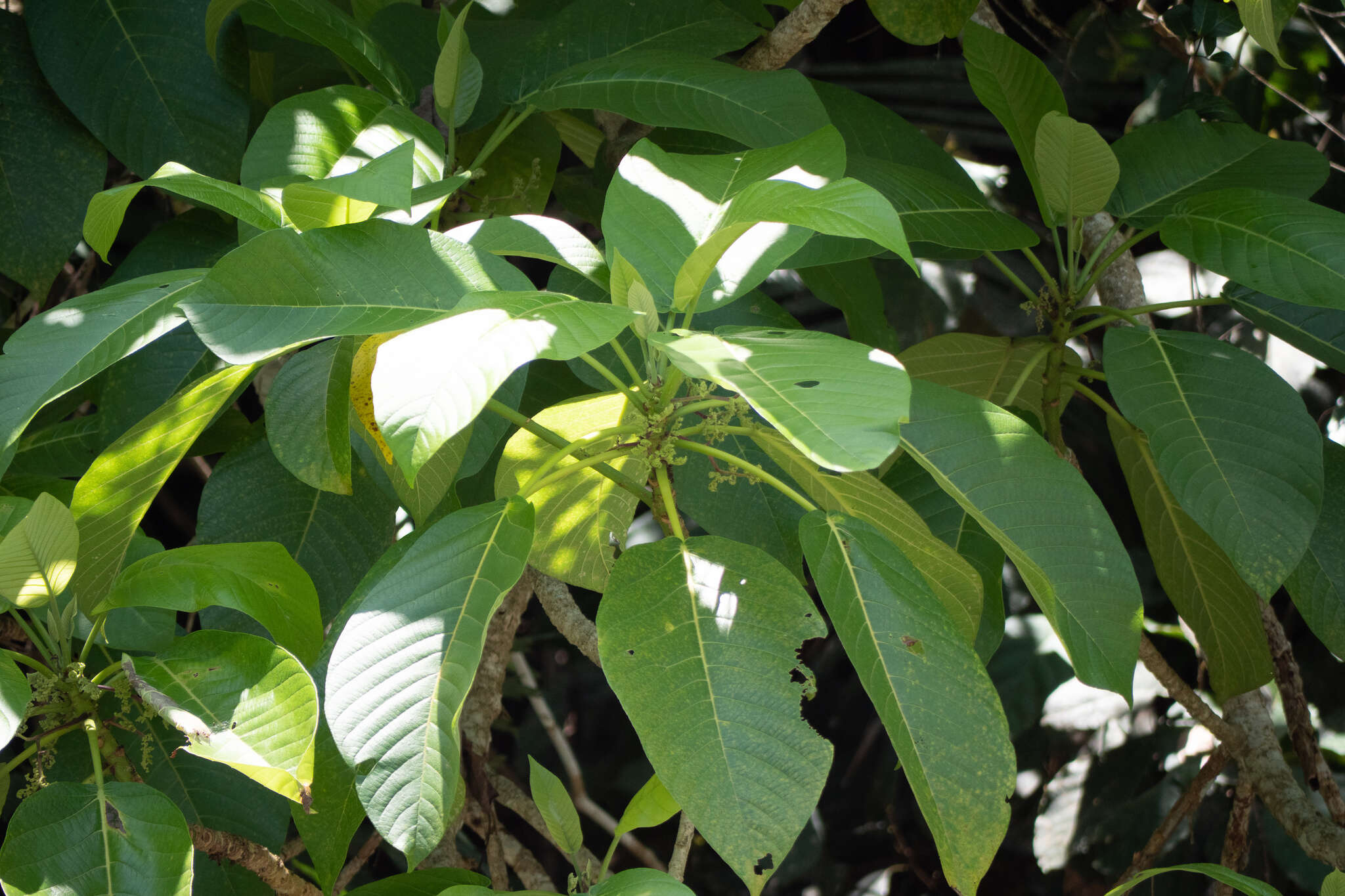 Image of Dendrocnide meyeniana (Walp.) Chew