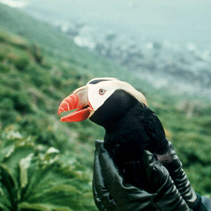 Image of Tufted Puffin