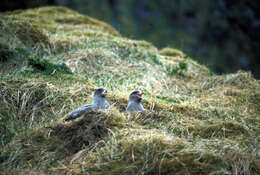 Image of Fulmar