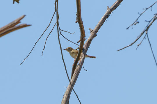 Image of Short-winged Cisticola