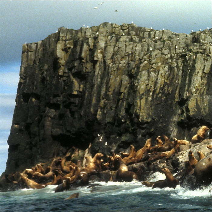 Image of northerns sea lions