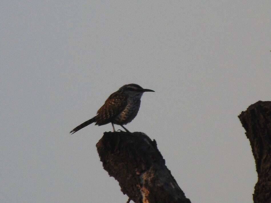 Image of Boucard's Wren