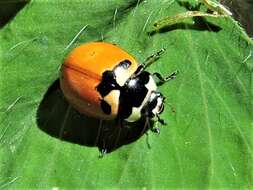 Image of Coccinella trifasciata subversa Le Conte 1854