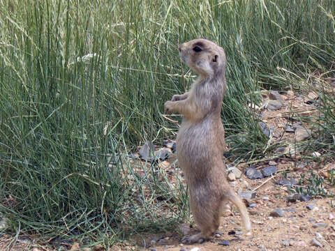 Image of White-tailed Prairie Dog