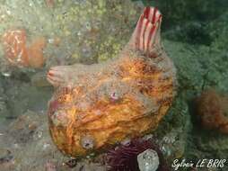 Image of grooved sea squirt