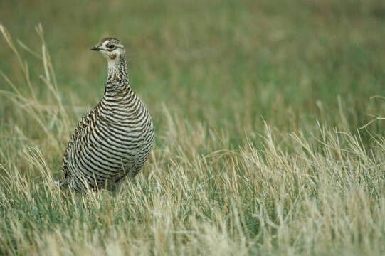 Image of Greater Prairie Chicken