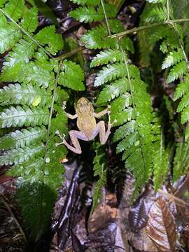 Image of Chiriqui Robber Frog