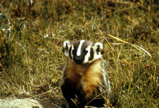 Image of badger