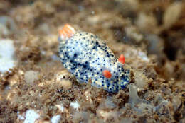 Image of Hypselodoris saintvincentius Burn 1962