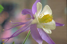 Image of Colorado blue columbine