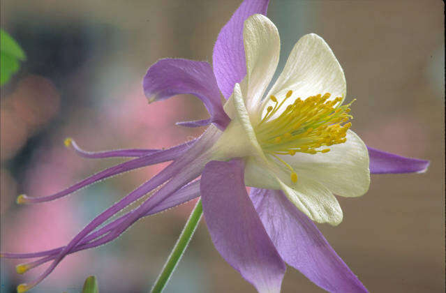 Image of Colorado blue columbine