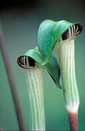 Слика од Arisaema triphyllum (L.) Schott