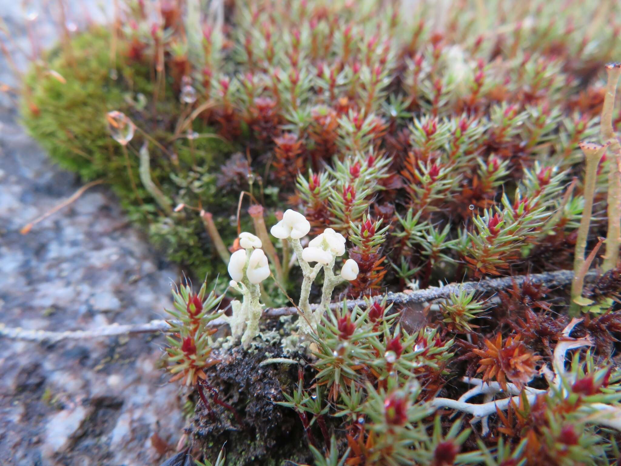 Image of cup lichen