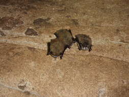 Image of little brown bat