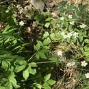 Plancia ëd Ranunculus aconitifolius L.