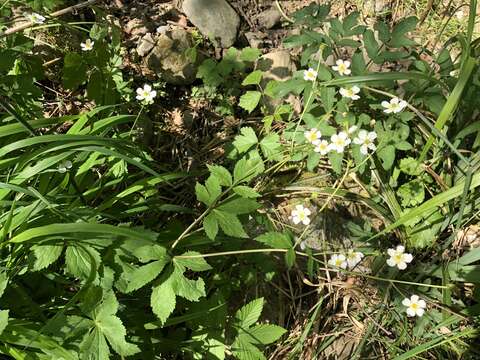 Ranunculus aconitifolius L. resmi