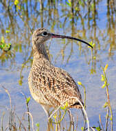 Image of Long-billed Curlew